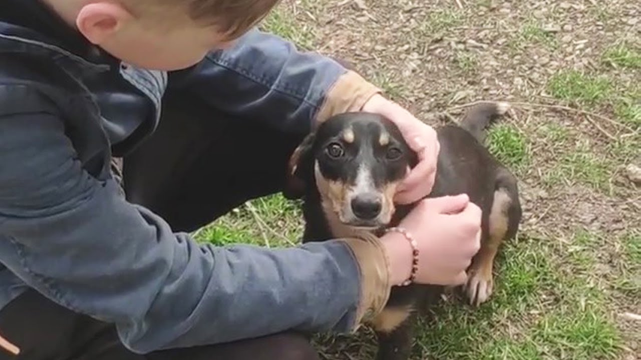 She crawled to look at us in tears and asking “where are my puppies”